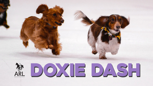 Doxie Dash