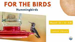 For The Birds: Hummingbirds