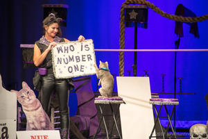 The Amazing Acro-cats in Madison