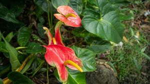 Kamehameha Day - Free Entry