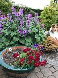 Snohomish Cty Master Gardener Annual Plant Sale