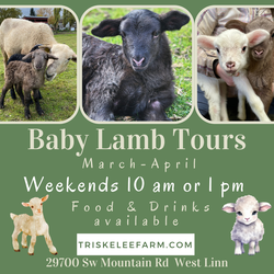 Baby Lamb Tours