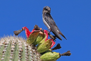 Tumamoc Talks: Desert Purple Martins - Star Birds of the Arizona Monsoon