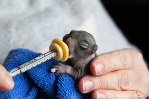 Donation Drive for Aark Wildlife at Wild Birds Unlimted- Buckingham