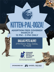 Dallas Pets Alive Partners with Angel Reyes & Associates to Cover All Pet Adoption Fees