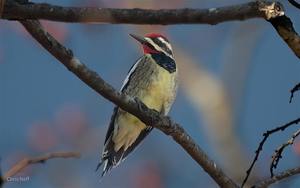 NJ Audubon: Rutgers University Ecological Preserve Birder’s Walk