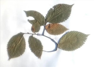 NJ Audubon: Elm, Chestnut, Ash – What’s Next?