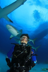 Free Presentation on Fossil Shark Tooth Identification and Preservation