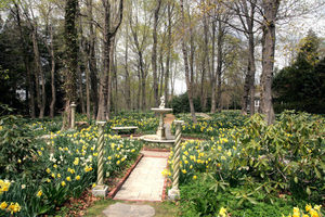 The Narcissi:  Daffodil Tour