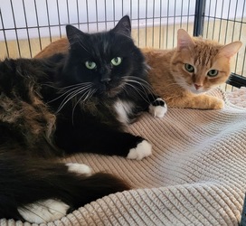 Fine Wines for Felines