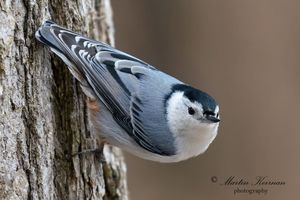“Misadventures of a Wannabe Wildlife Photographer”     by Marty Keirnan