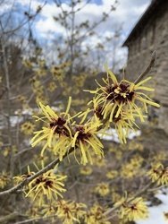 Morris Arboretum & Gardens Witch Hazel Tour