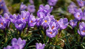 Webster Groves Garden Club Spring Plant Sale