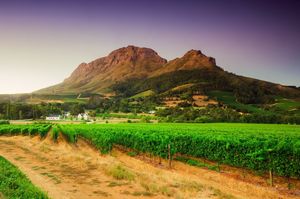 Brianza Wine Series: South Africa