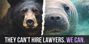 Brews for Bears & Manatees