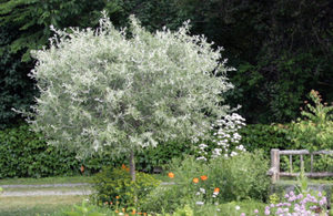 Proper Pruning with Aroborist Paul Fletcher