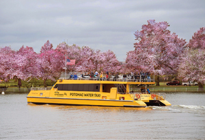 Cherry Blossom Dining Cruises