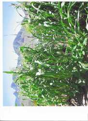 America Semiquincentennial and the Town of Oro Valley