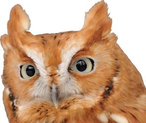 Eyes On Owls: A Live Owl Show