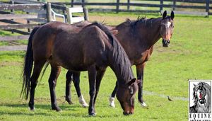 Equine Advocates Public Open Day