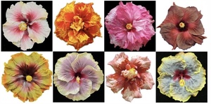 Hibiscus Show and Plant Sale