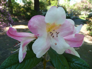 Find out about rhododendron problems: identification, prevention, and care.