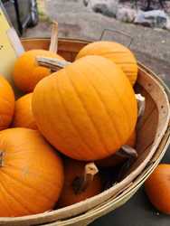 Fall Fest at the Fitchburg Farmers Market