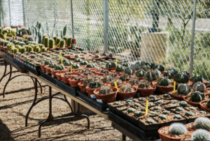 Tohono Chul Hosts Annual Spring Plant Sale MARCH 20-22