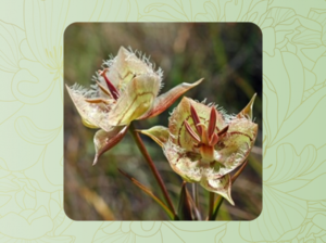 Wildflowers of Tiburon Peninsula