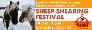Springdale Farm Sheep Shearing Festival