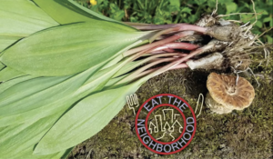 Eat the Parks: Foraging and Nature Tour - Lincoln Park