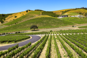 California Dreaming: An Exclusive Wine Dinner at La Luz