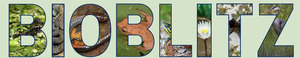 BioBlitz
