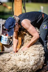 Sheep Shearing Day 2026