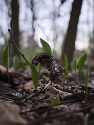 Eliza Howell Park in the Woods: Photography & The Environment