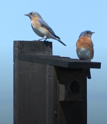 The Bluebird Restoration Project