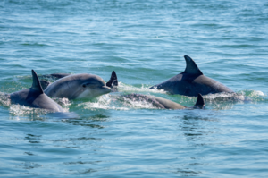 Virginia Aquarium Dolphin Watching Boat Tour