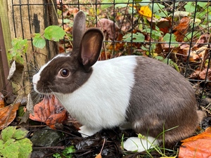 Wildlands Conservancy – PreK Pathfinders: Bunny Tales