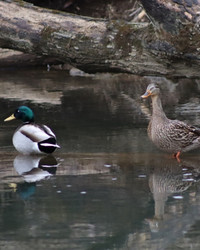 Wildlands Conservancy - Get Out! For Wellness: Nockamixon State Park