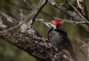 Wildlands Conservancy – PreK Pathfinders: Habitat Heroes
