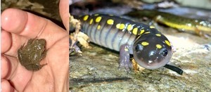 Wildlands Conservancy – Spring Peeper Sound Study