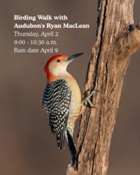 FREE! Birding Walk with Audubon's Ryan MacLean & Greenwich Land Trust