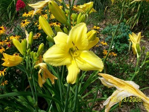 Bloomfield Garden Club Plant Sale