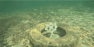 Art, Corals and Oceanography – An Earth Day Lecture Series at Arlo Wynwood