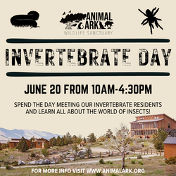 Invertebrate Day at Animal Ark