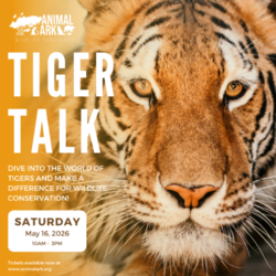 Tiger Talk at Animal Ark