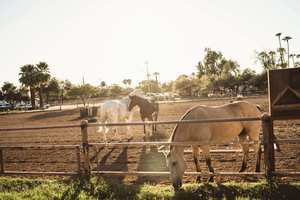 Rainbow Bridge and Grief Retreat