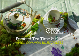 Foraged Tea Time & Hike: Common Blue Violets