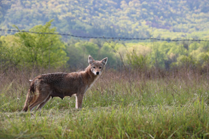 Exploring Life in the Cove