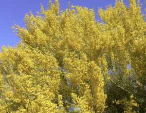 Tohono Chul Participates in Upcoming Inaugural Palo Verde Bloom Festival by AZ Hispanic Commerce